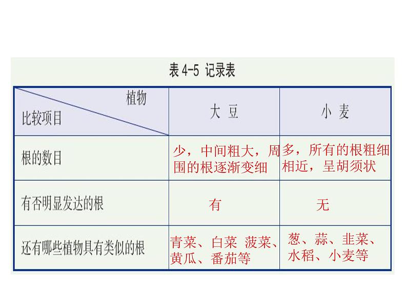 2021-2022学年年浙教版八年级科学下册课件 第3节  植物的根与物质吸收第5页