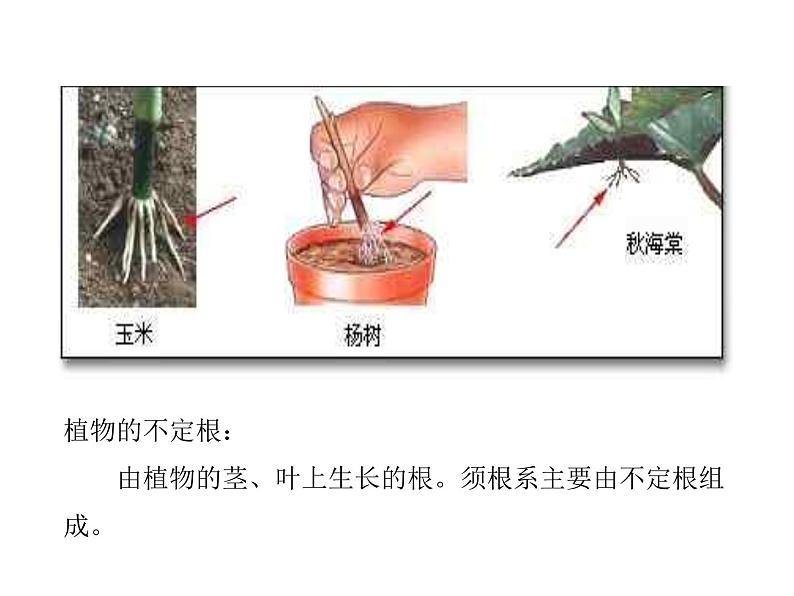 2021-2022学年年浙教版八年级科学下册课件 第3节  植物的根与物质吸收第8页