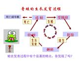 2021-2022学年年浙教版七年级科学下册课件 第3节  动物的生长时期