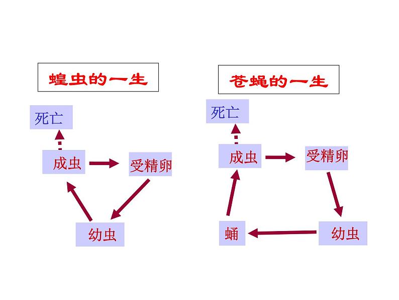 2021-2022学年年浙教版七年级科学下册课件 第3节  动物的生长时期第7页