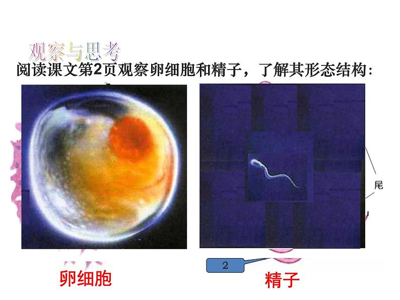 2021-2022学年年浙教版七年级科学下册课件  第1节 新生命的诞生第4页