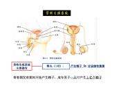 2021-2022学年年浙教版七年级科学下册课件  第1节 新生命的诞生