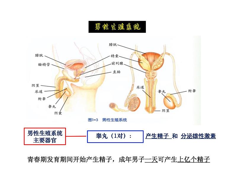 2021-2022学年年浙教版七年级科学下册课件  第1节 新生命的诞生第5页