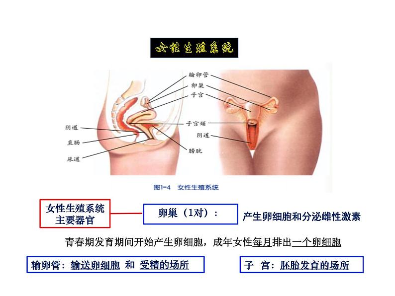 2021-2022学年年浙教版七年级科学下册课件  第1节 新生命的诞生第6页