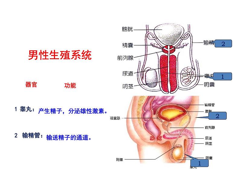 2021-2022学年年浙教版七年级科学下册课件  第1节 新生命的诞生第7页