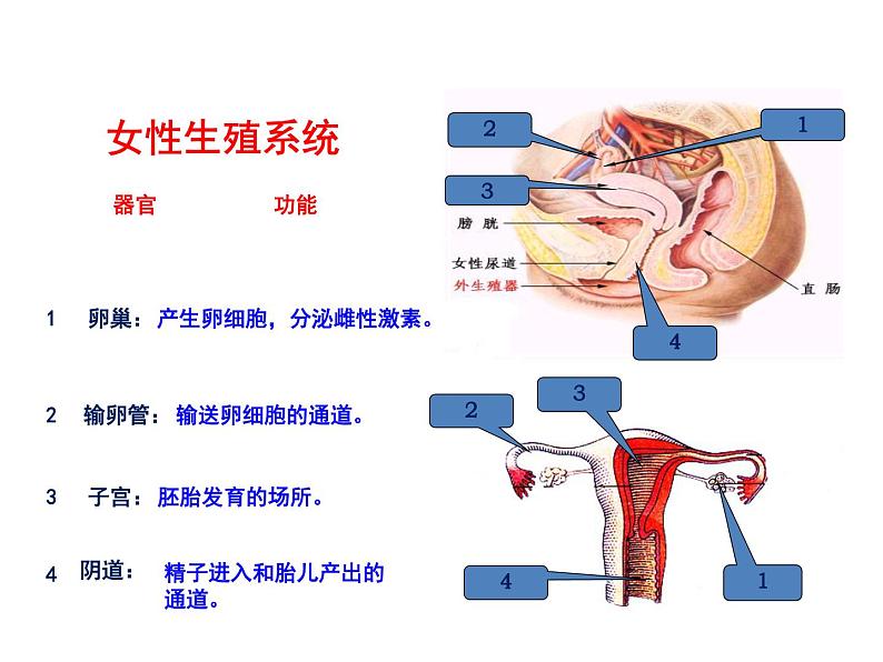 2021-2022学年年浙教版七年级科学下册课件  第1节 新生命的诞生第8页