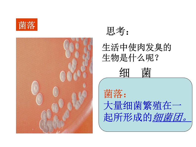 2021-2022学年年浙教版七年级科学下册课件 第6节  细菌和真菌的繁殖03