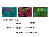 2021-2022学年年浙教版七年级科学下册课件 第6节  细菌和真菌的繁殖