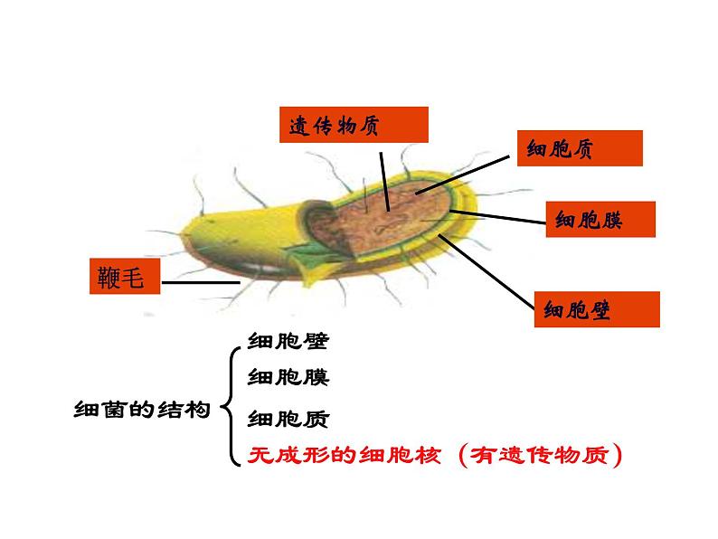 2021-2022学年年浙教版七年级科学下册课件 第6节  细菌和真菌的繁殖06