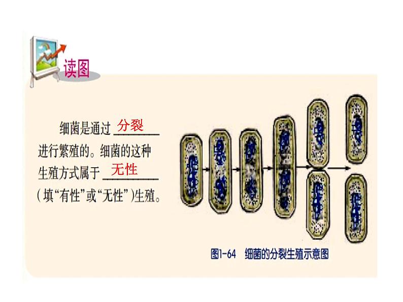 2021-2022学年年浙教版七年级科学下册课件 第6节  细菌和真菌的繁殖08