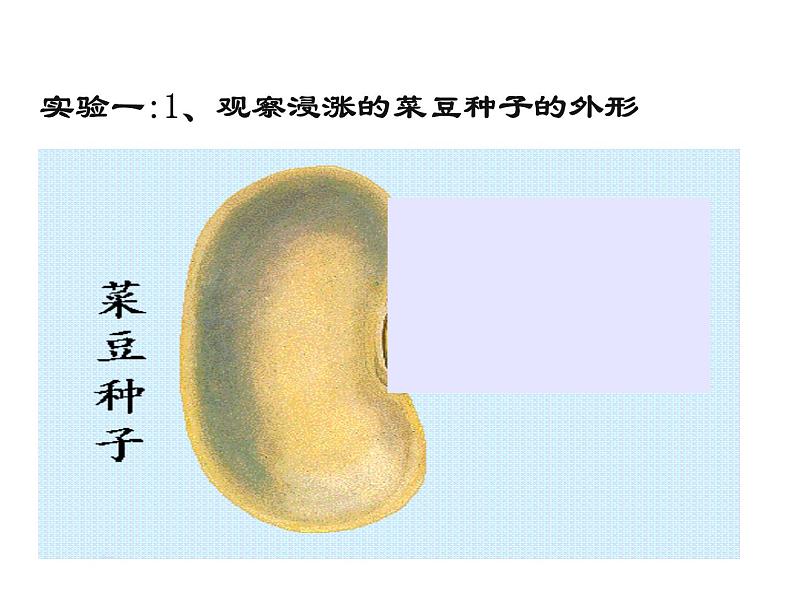 2021-2022学年年浙教版七年级科学下册课件 第4节  植物的一生第3页