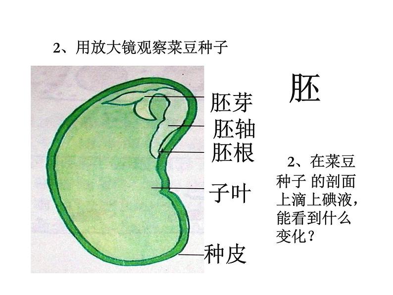 2021-2022学年年浙教版七年级科学下册课件 第4节  植物的一生第4页