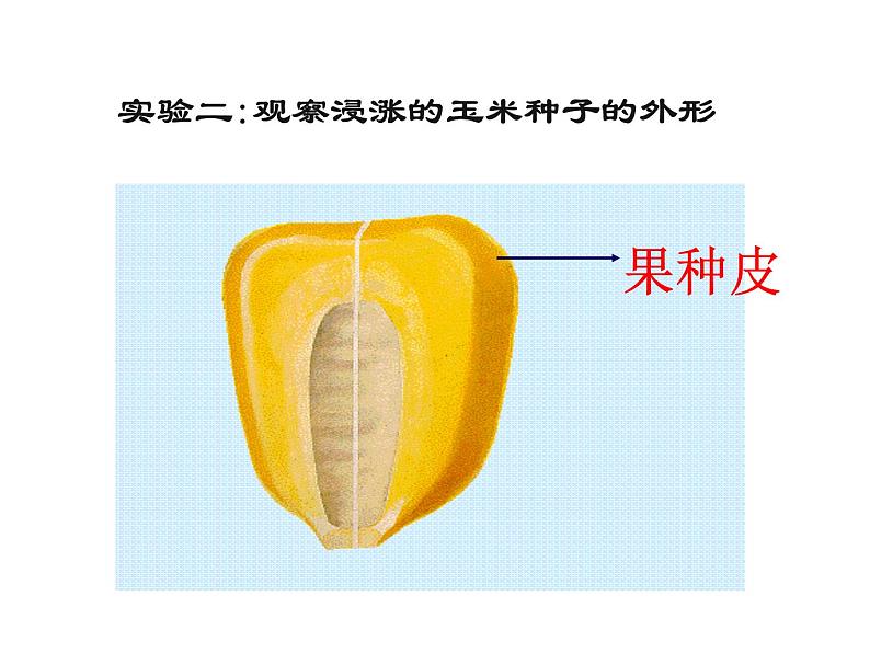 2021-2022学年年浙教版七年级科学下册课件 第4节  植物的一生第6页