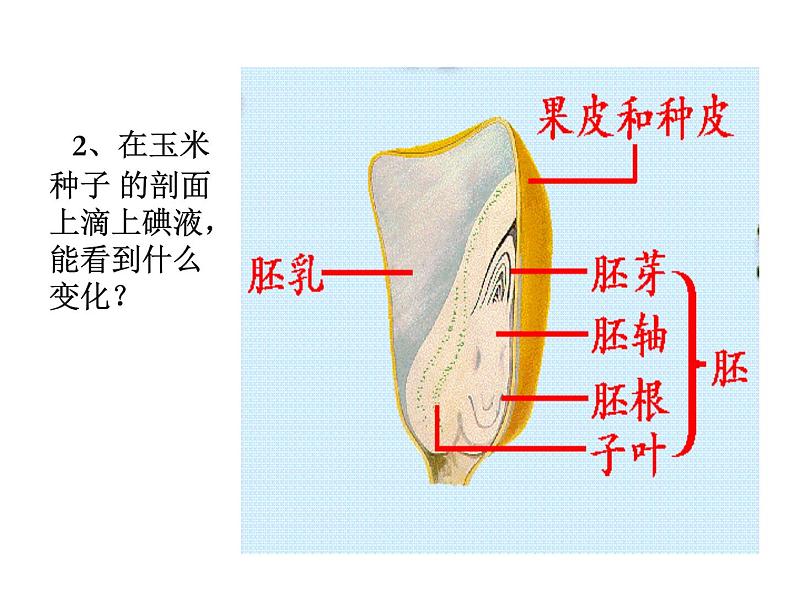 2021-2022学年年浙教版七年级科学下册课件 第4节  植物的一生第8页