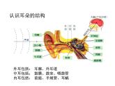 2021-2022学年年浙教版七年级科学下册课件 第3节  耳和听觉