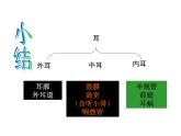 2021-2022学年年浙教版七年级科学下册课件 第3节  耳和听觉