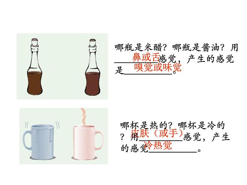 2021-2022学年年浙教版七年级科学下册课件 第1节  感觉世界第3页