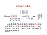 2021-2022学年年浙教版七年级科学下册课件 第1节  感觉世界