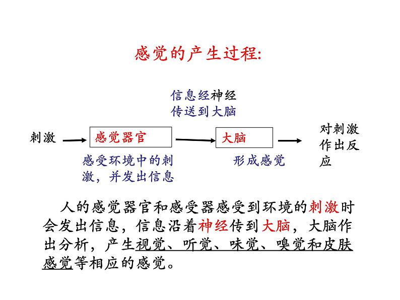 2021-2022学年年浙教版七年级科学下册课件 第1节  感觉世界第5页