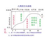 2021-2022学年年浙教版七年级科学下册课件  第2节  走向成熟