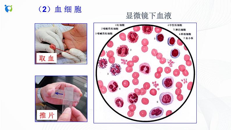 浙教版科学九年级上册 第4章 第3节 体内物质的运输（第1课时）课件PPT+教案+练习07
