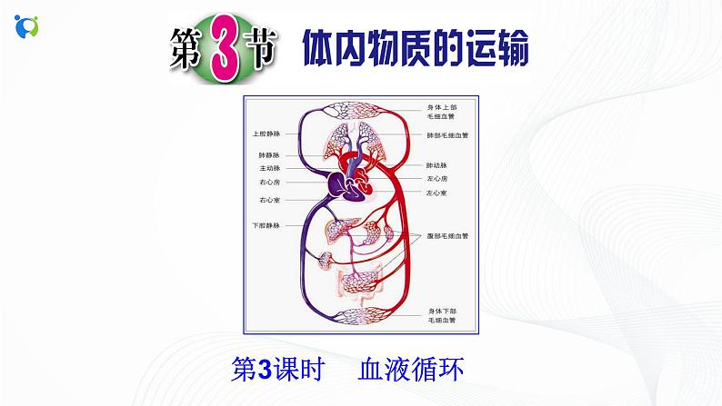 浙教版科学九年级上册 第4章 第3节 体内物质的运输（第3课时）课件PPT+教案+练习02