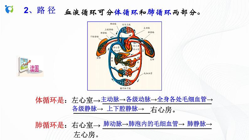 浙教版科学九年级上册 第4章 第3节 体内物质的运输（第3课时）课件PPT+教案+练习04