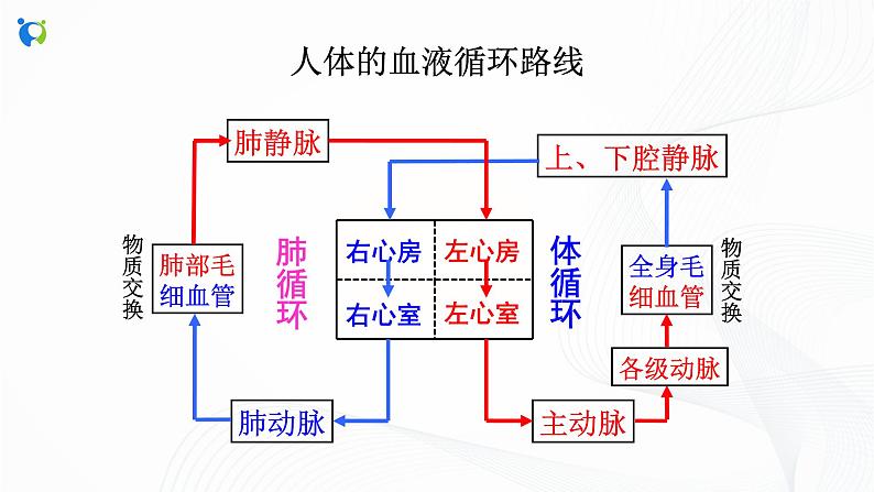 浙教版科学九年级上册 第4章 第3节 体内物质的运输（第3课时）课件PPT+教案+练习05