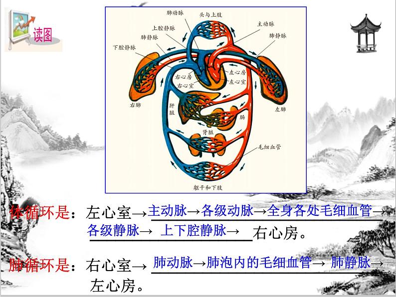 浙教版科学九年级上册 第4章 第3节 体内物质的运输（第3课时）课件PPT+教案+练习04