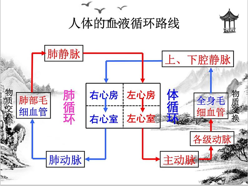 浙教版科学九年级上册 第4章 第3节 体内物质的运输（第3课时）课件PPT+教案+练习05