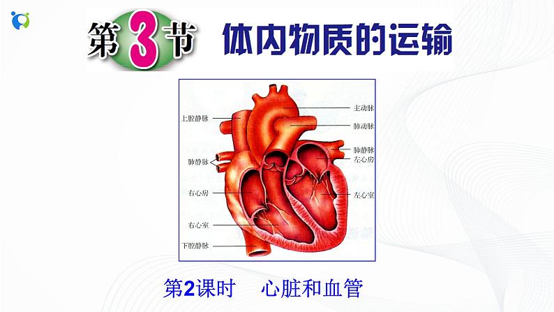 浙教版科学九年级上册 第4章 第3节 体内物质的运输（第2课时）课件PPT+教案+练习02