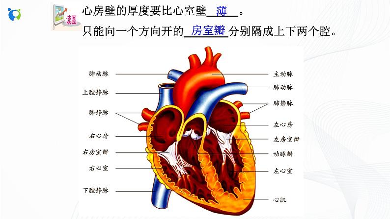 浙教版科学九年级上册 第4章 第3节 体内物质的运输（第2课时）课件PPT+教案+练习06