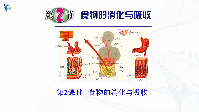 浙教版科学九年级上册 第4章 第2节 食物的消化与吸收（第2课时）课件PPT+教案+练习02