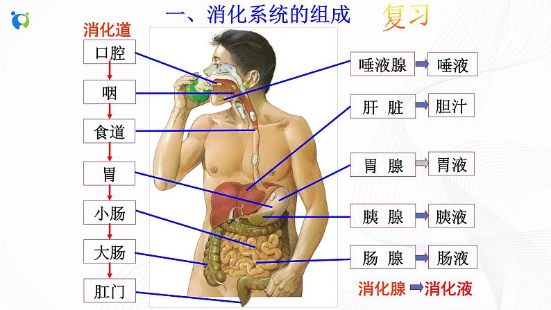 浙教版科学九年级上册 第4章 第2节 食物的消化与吸收（第2课时）课件PPT+教案+练习03