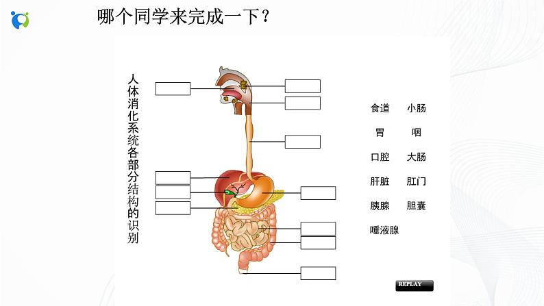 浙教版科学九年级上册 第4章 第2节 食物的消化与吸收（第2课时）课件PPT+教案+练习04