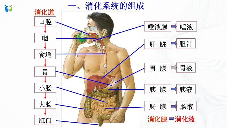 浙教版科学九年级上册 第4章 第2节 食物的消化与吸收（第1课时）课件PPT+教案+练习05