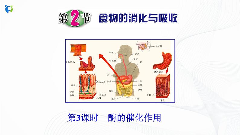 浙教版科学九年级上册 第4章 第2节 食物的消化与吸收（第3课时）课件PPT+教案+练习02