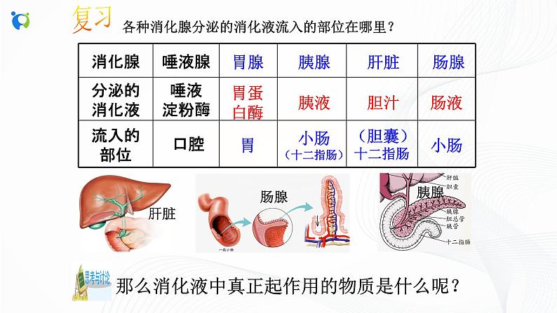 浙教版科学九年级上册 第4章 第2节 食物的消化与吸收（第3课时）课件PPT+教案+练习03