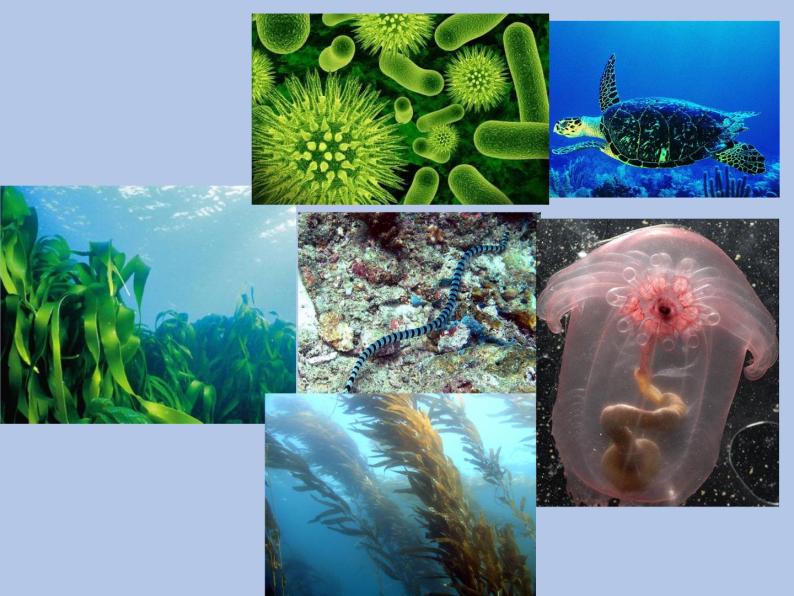 牛津上海版科学七年级下册14.1.2《海洋生物资源》课件04