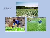 牛津上海版科学七年级下册15.3.2《人与环境的关系》课件