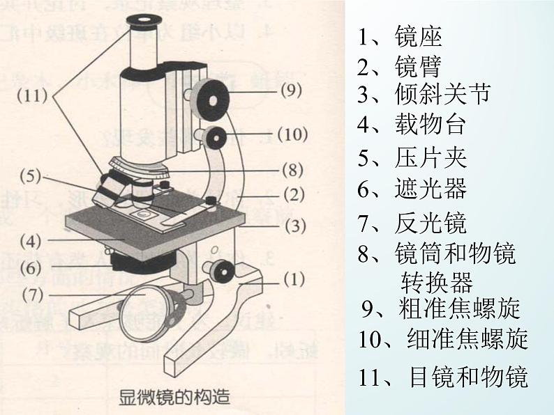 浙教版科学七年级上册 第二章 第二节 细胞_（课件）第6页