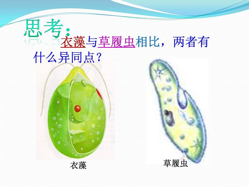 浙教版科学七年级上册 第二章 第六节 物种的多样性（1）（课件）05