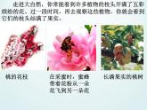 浙教版科学七年级上册 第二章 第五节 常见的植物_(1)（课件）