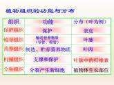 浙教版科学七年级上册 第二章 第三节 生物体的结构层次_(1)（课件）