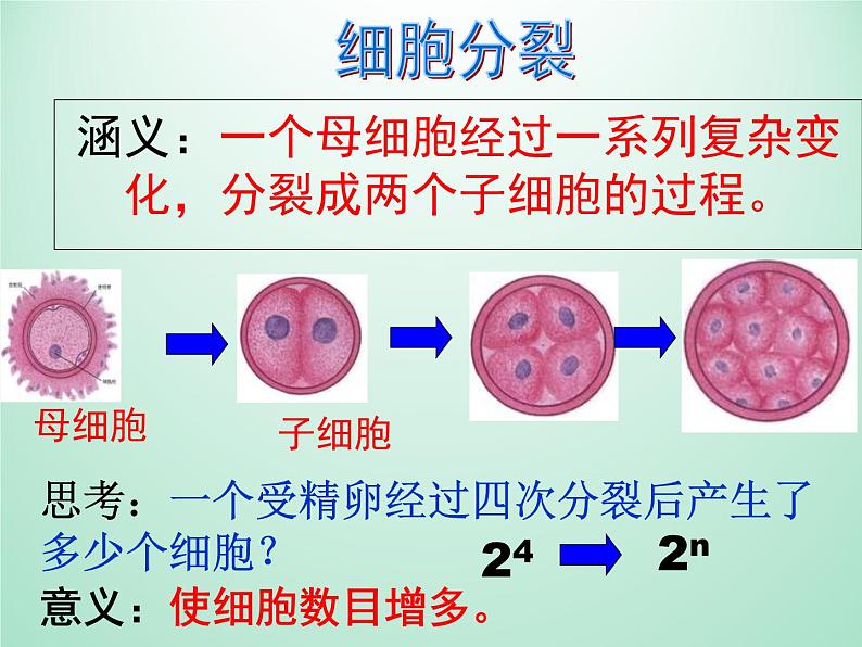 浙教版科学七年级上册 第二章 第三节 生物体的结构层次_（课件）第3页