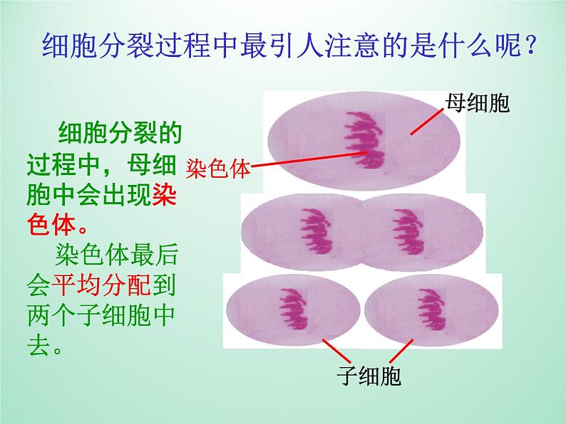 浙教版科学七年级上册 第二章 第三节 生物体的结构层次_（课件）第4页