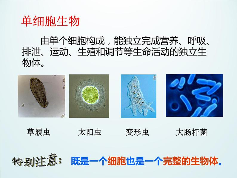 浙教版科学七年级上册 第二章 第六节 物种的多样性_（课件）第5页