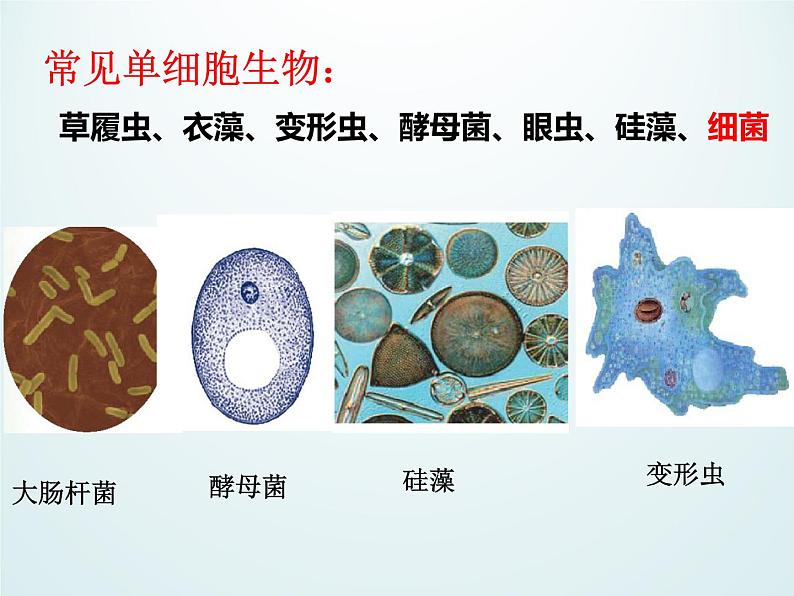 浙教版科学七年级上册 第二章 第六节 物种的多样性_（课件）第6页