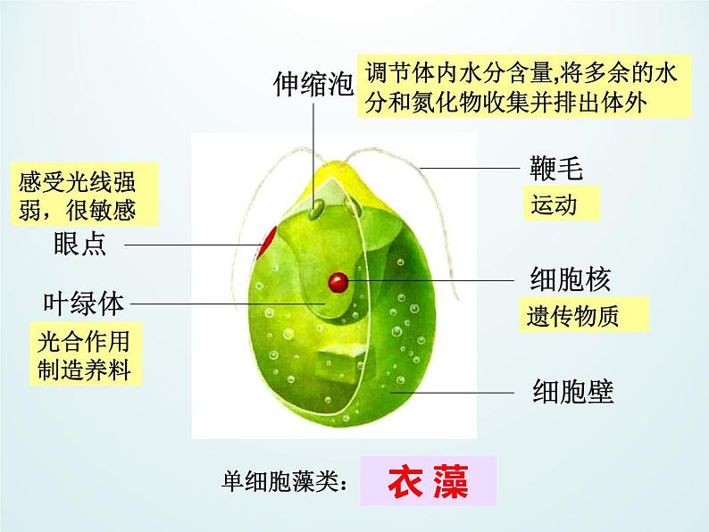 浙教版科学七年级上册 第二章 第六节 物种的多样性_（课件）第7页