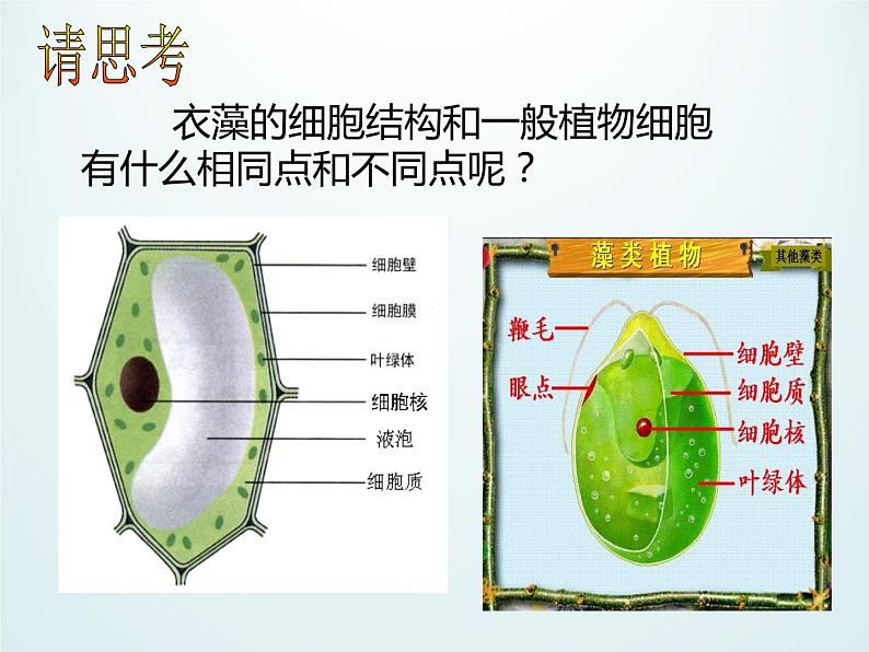 浙教版科学七年级上册 第二章 第六节 物种的多样性_（课件）第8页